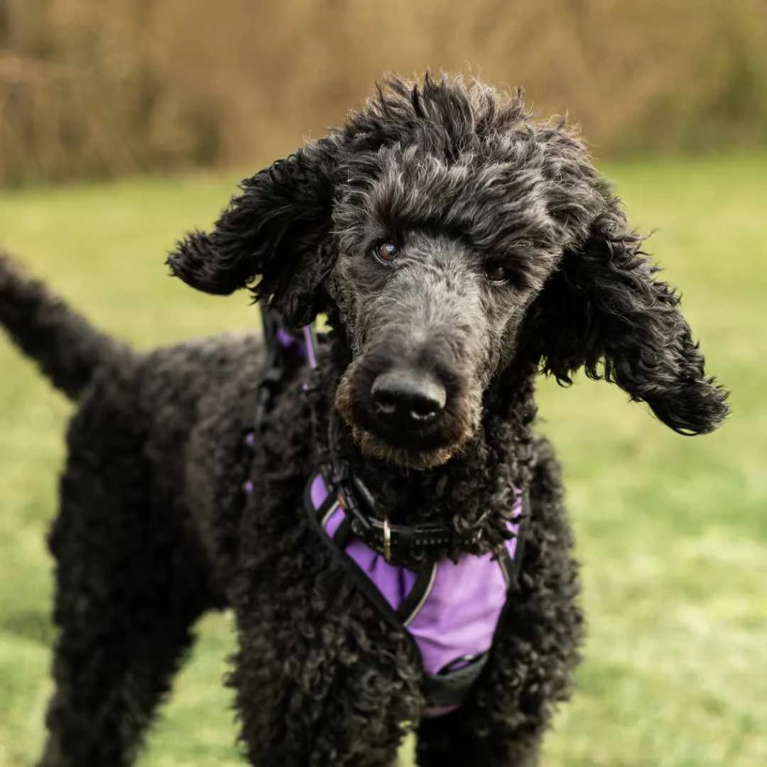 Malia, Sort female senior Mixed Breed for adoption at Dyreværnet, Copenhagen