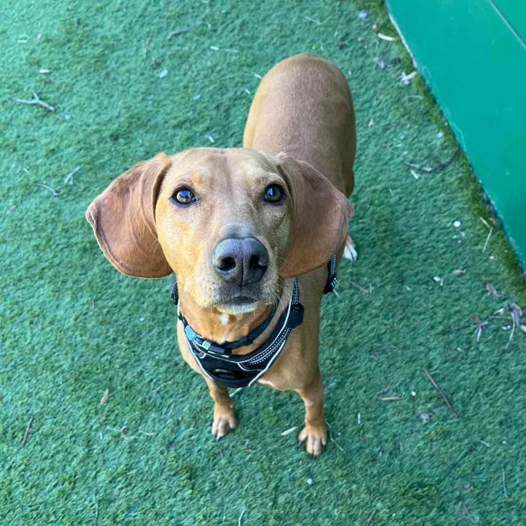Abby, Rød female 6yo Mixed Breed for adoption at Dyreværnet, Copenhagen