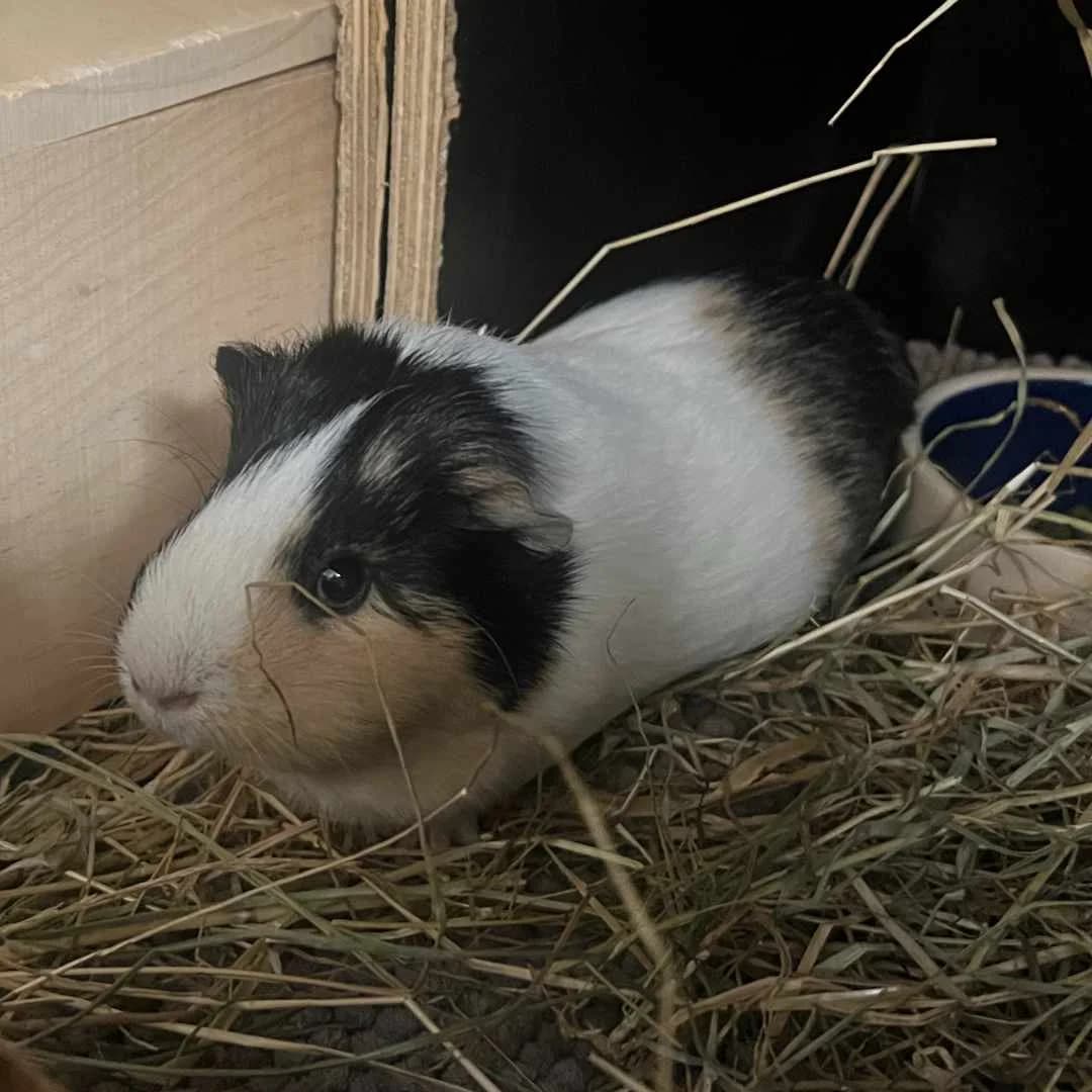 Polly, Trefarvet female Mixed Breed for adoption at Dyreværnet, Copenhagen