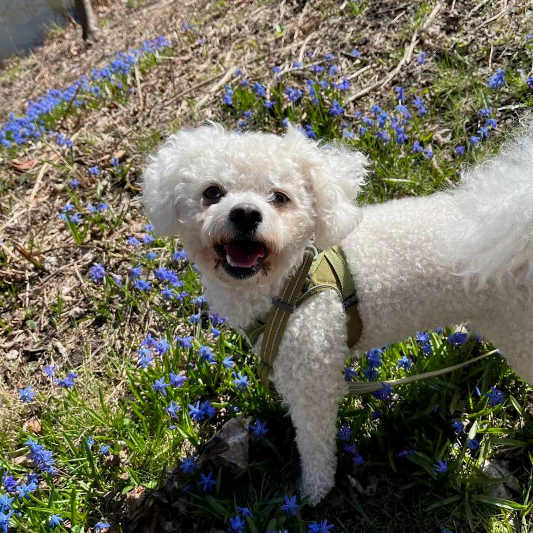 Harley, Hvid male 4yo Bichon Frisé for adoption at Dyreværnet, Copenhagen