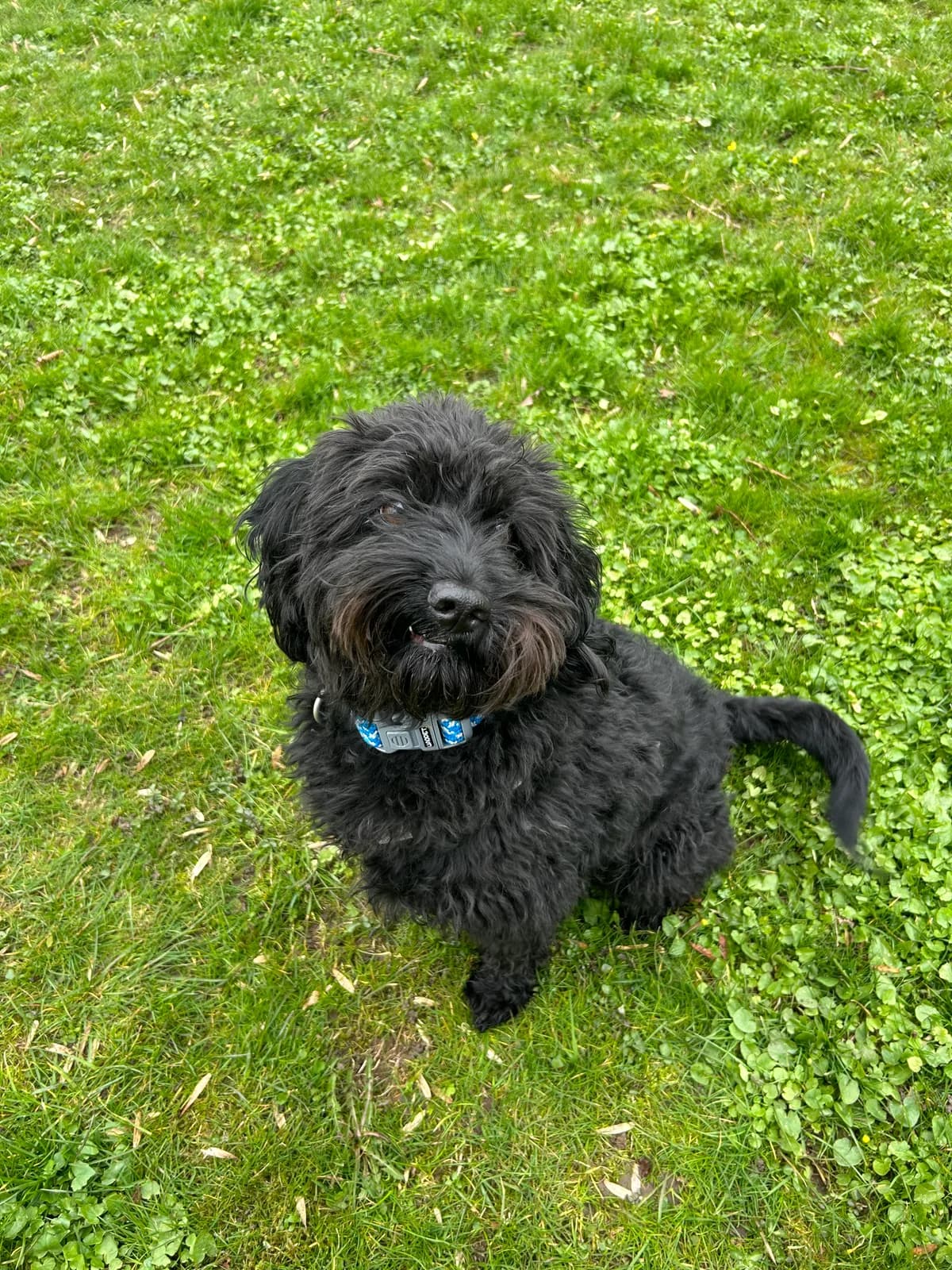 Harley,  Mixed Breed for adoption at Dyreværnet, Copenhagen — photo 6 of 39