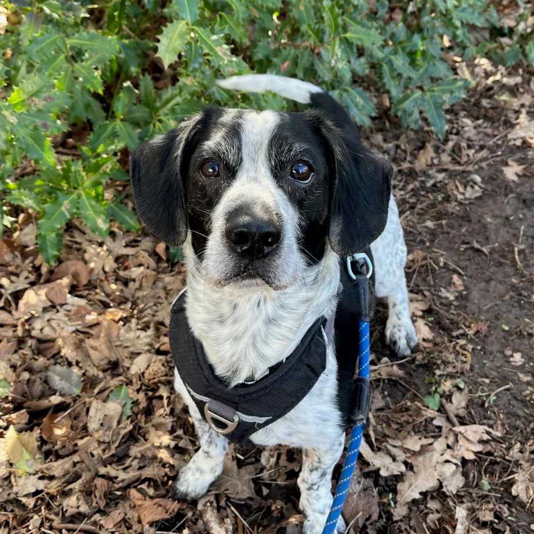 Mikkel,  Mixed Breed for adoption at Dyreværnet, Copenhagen — photo 5 of 39
