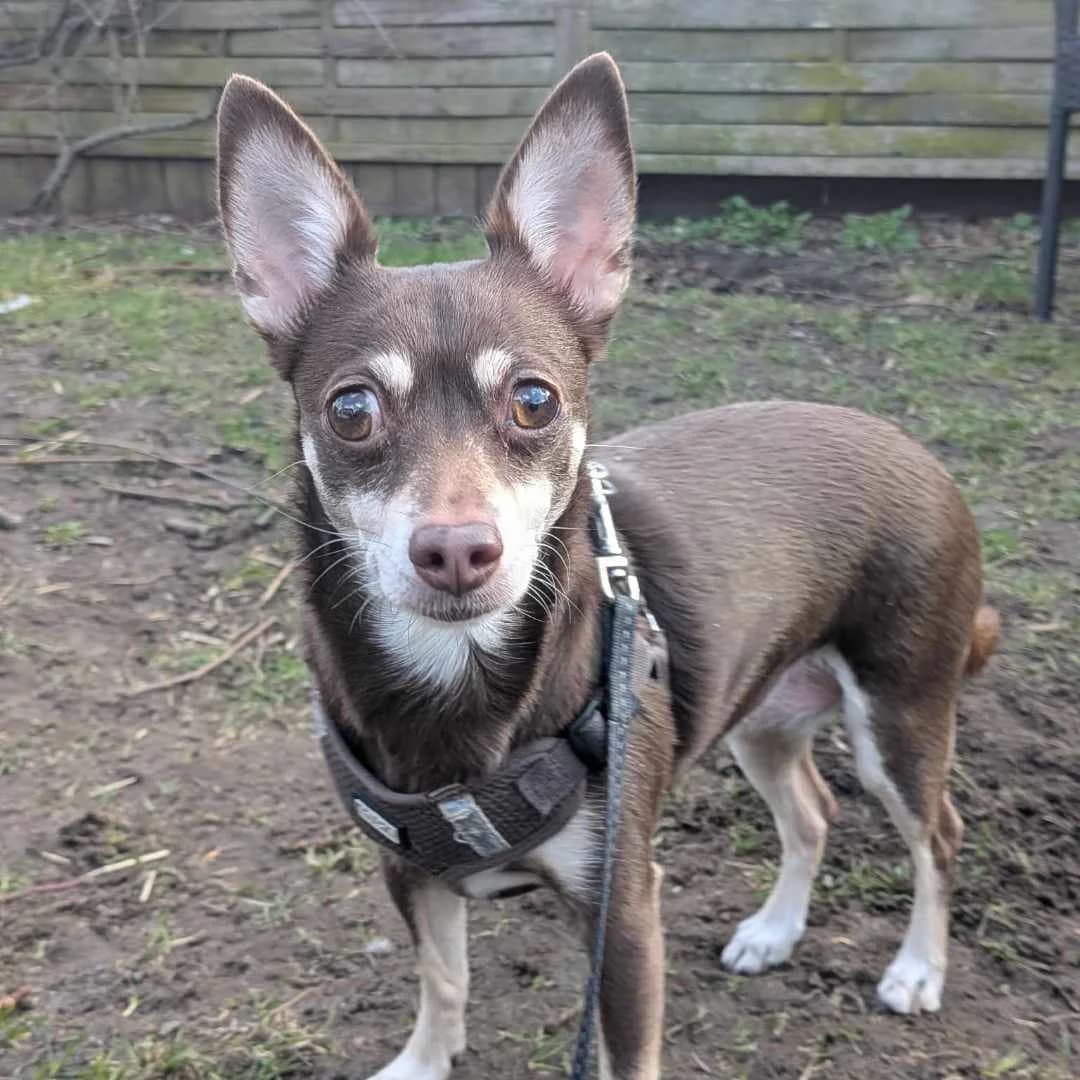 Mikkelline,  Mixed Breed for adoption at Dyreværnet, Copenhagen — photo 4 of 39