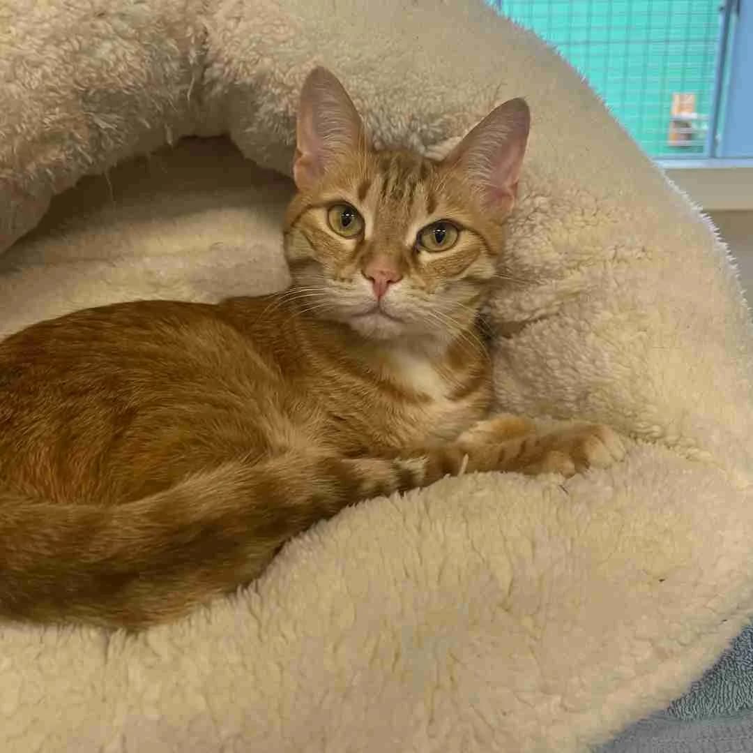 Mikkelline,  Mixed Breed for adoption at Dyreværnet, Copenhagen — photo 8 of 39