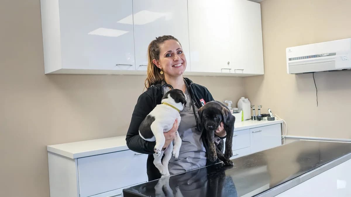 Manfred,  Mixed Breed for adoption at Dyreværnet, Copenhagen — photo 3 of 44