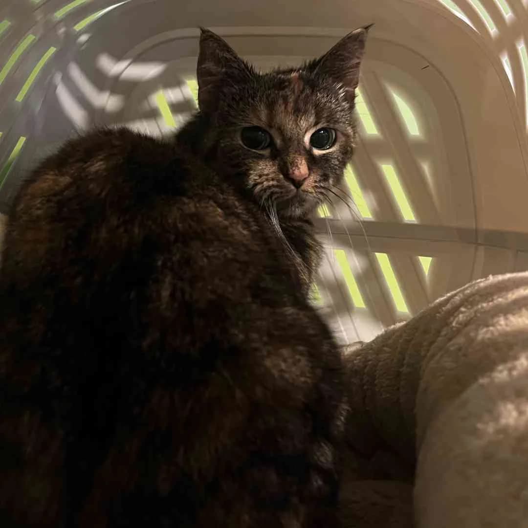 Manfred,  Mixed Breed for adoption at Dyreværnet, Copenhagen — photo 4 of 44