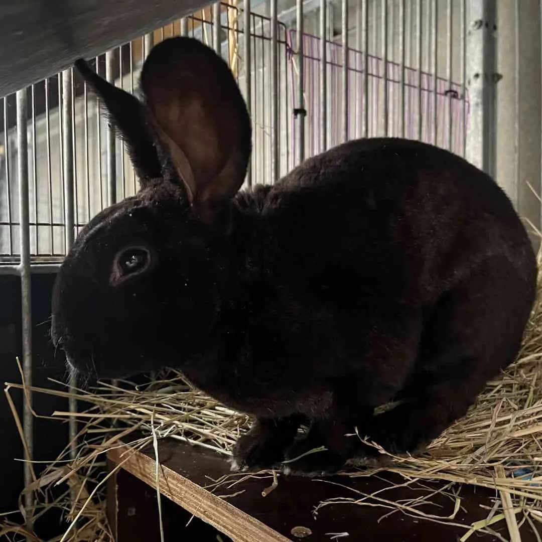 Boris, Sort male young Mixed Breed for adoption at Dyreværnet, Copenhagen