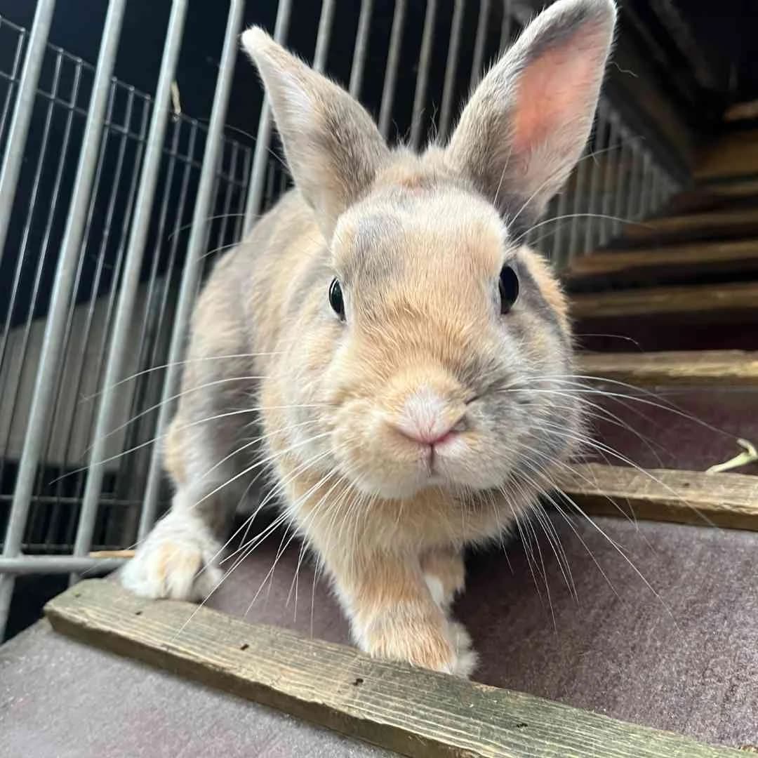 Boris,  Mixed Breed for adoption at Dyreværnet, Copenhagen — photo 5 of 44