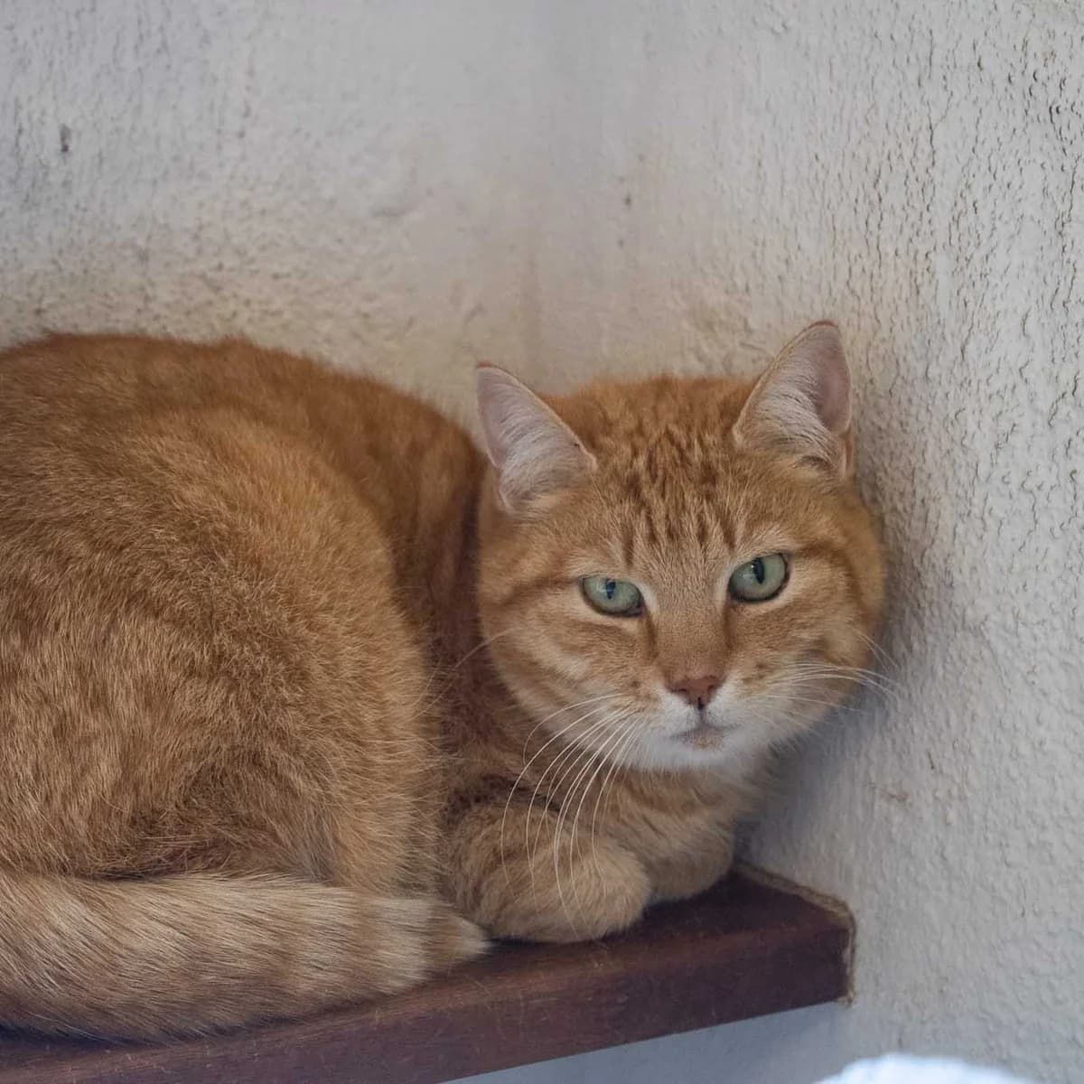 Mads,  Mixed Breed for adoption at Dyreværnet, Copenhagen — photo 8 of 44