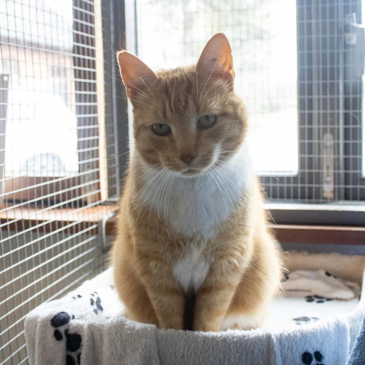 Elsa,  Mixed Breed for adoption at Dyreværnet, Copenhagen — photo 7 of 44