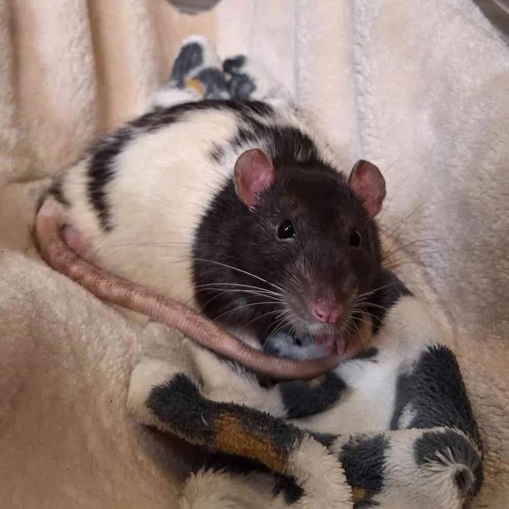 Snapper, Sort/Hvid male Rottweiler for adoption at Dyreværnet, Copenhagen