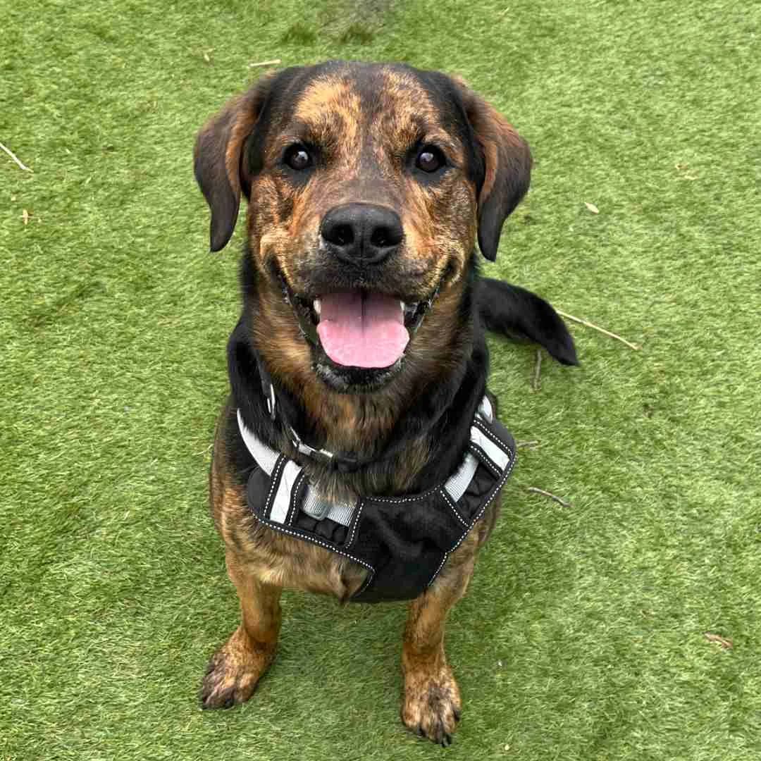 Kenai, Brindle male young Rottweiler for adoption at Dyreværnet, Copenhagen