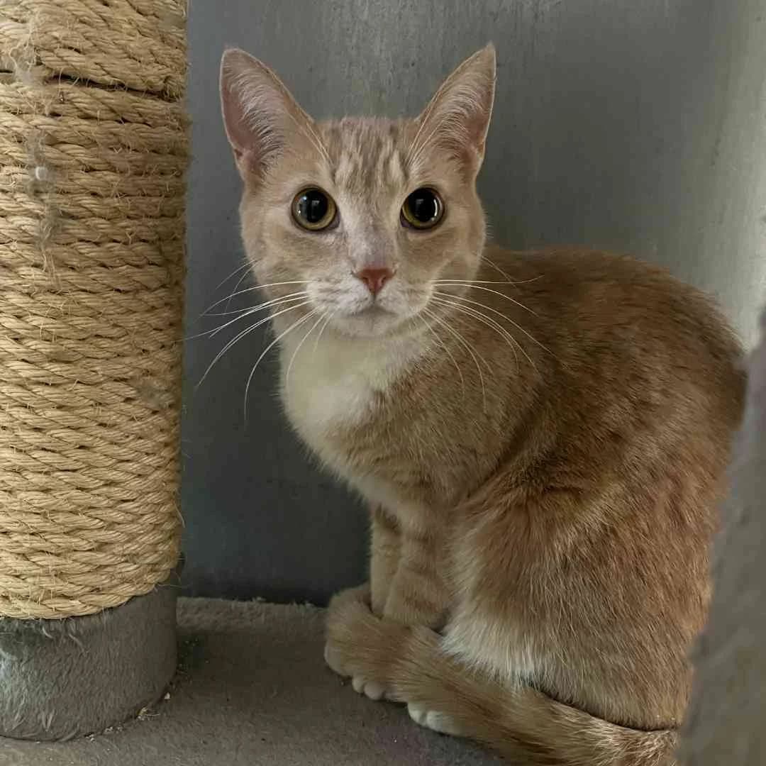 Thilde, Rød/Creme/Hvid female mixed breed for adoption at Dyreværnet, Copenhagen