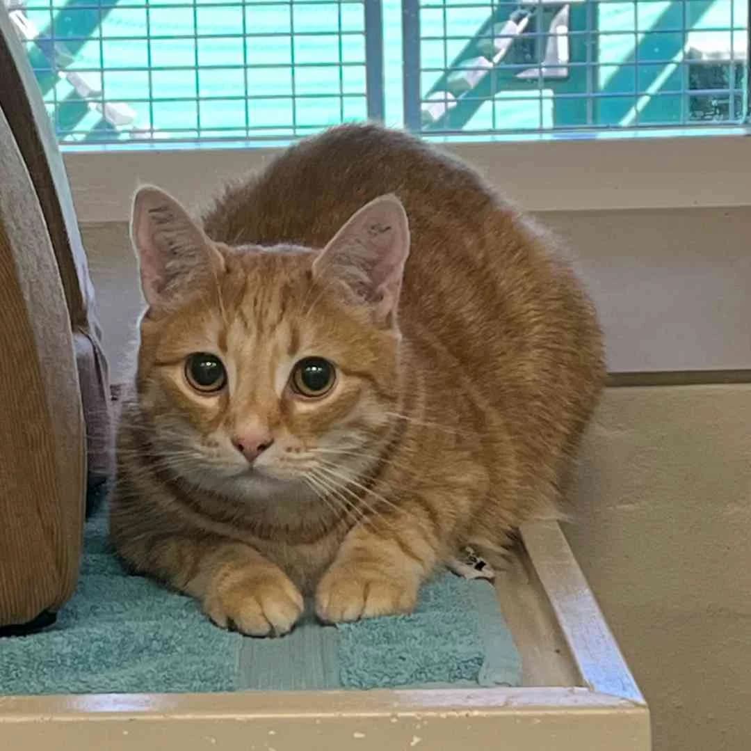 Bandit, male mixed breed for adoption at Dyreværnet, Copenhagen