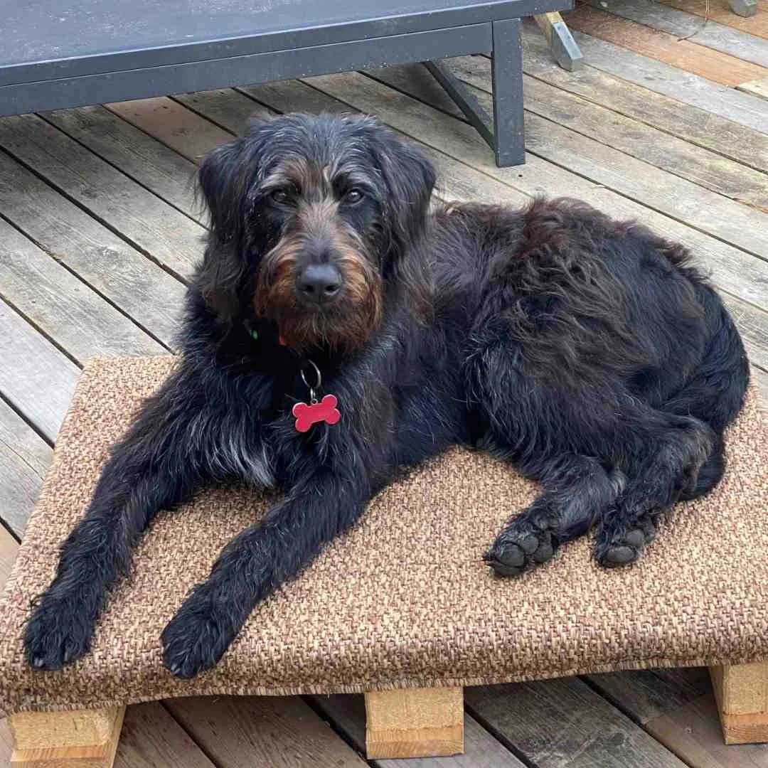 Rosa, Sort/Brun female Labrador Retriever for adoption at Dyreværnet, Copenhagen