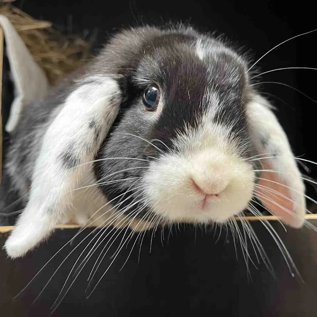 Cleo, Sort/Hvid female puppy mixed breed for adoption at Dyreværnet, Copenhagen