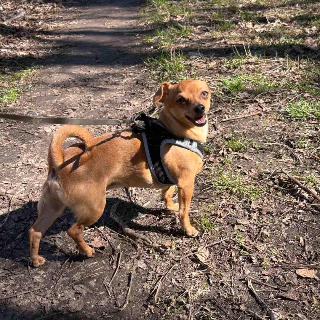 Morris Mini, Lysebrun male young mixed breed for adoption at Dyreværnet, Copenhagen