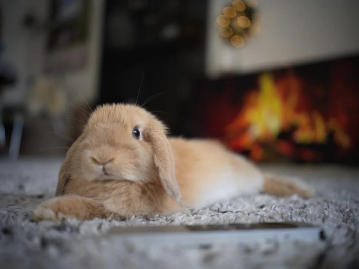 Stampe, male young mixed breed for adoption at Dyreværnet, Copenhagen