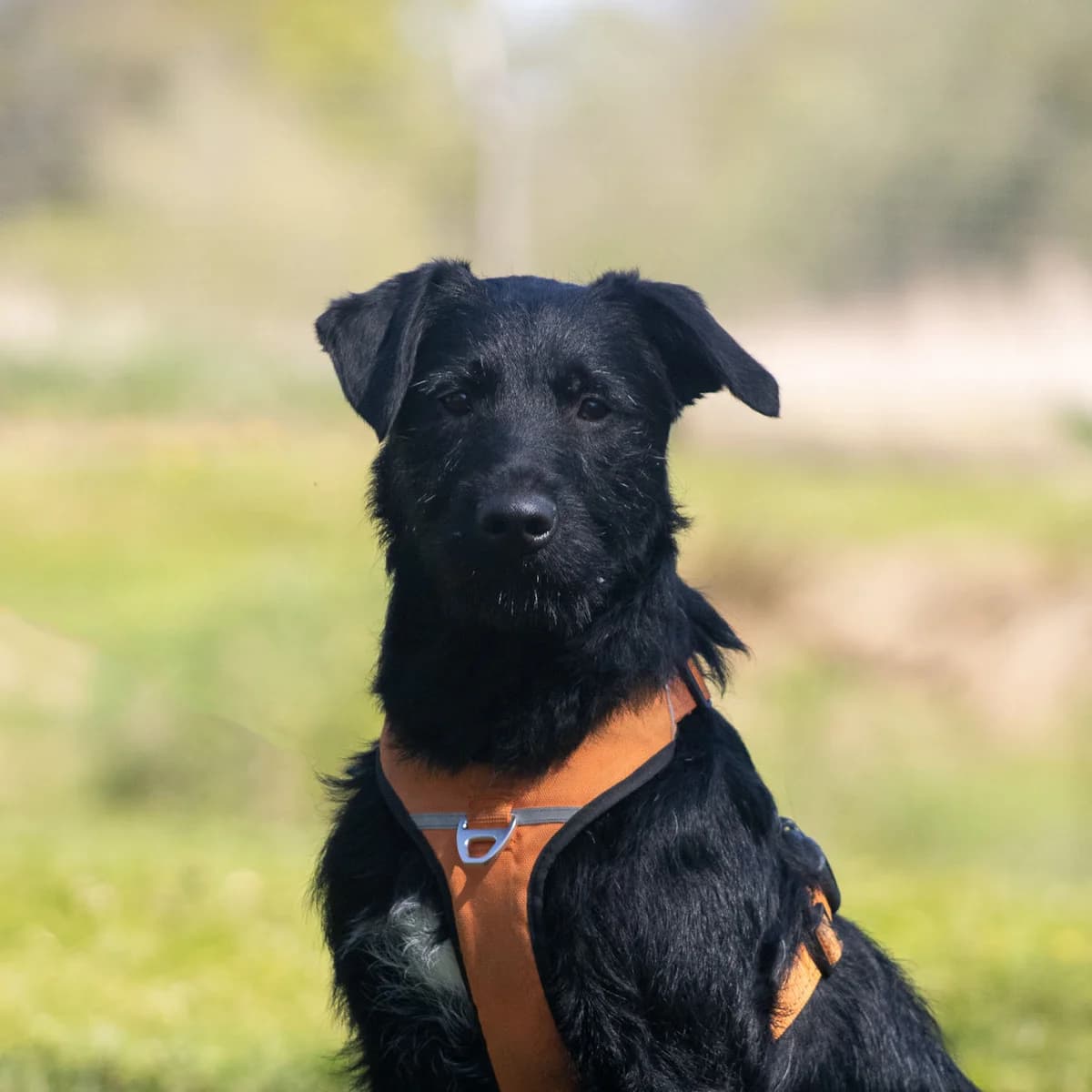 Oscar, Sort male puppy mixed breed for adoption at Dyreværnet, Copenhagen