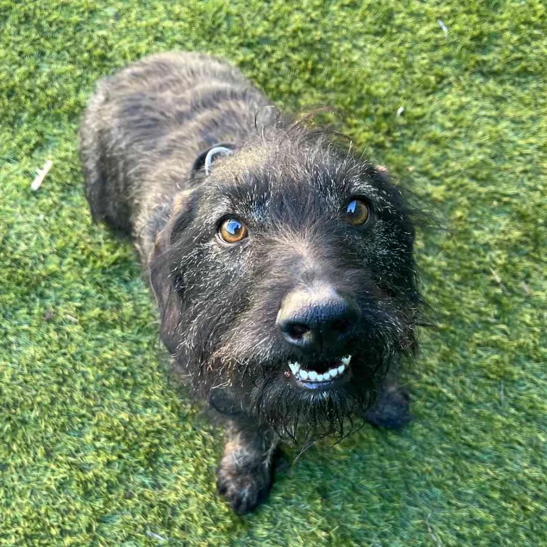 Leo, Vildt male 6yo mixed breed for adoption at Dyreværnet, Copenhagen