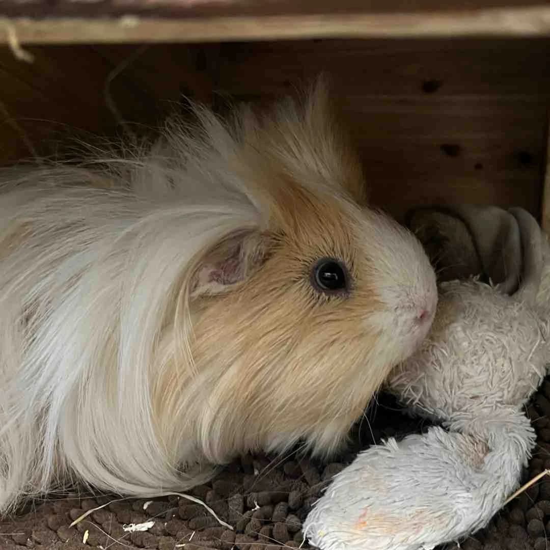 Smør, Hvid/Creme male young mixed breed for adoption at Dyreværnet, Copenhagen