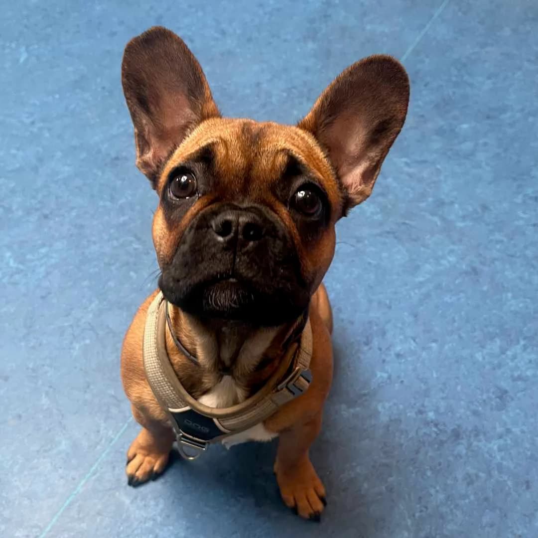 Ulla, Brun/Med maske female puppy English Bulldog for adoption at Dyreværnet, Copenhagen
