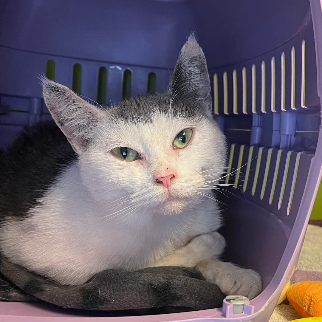 Kamilla, Hvid/Grå female young Mixed Breed for adoption at Dyreværnet, Copenhagen