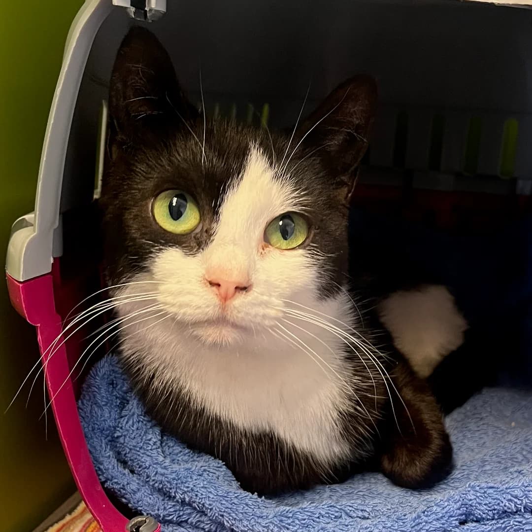 Kim, Sort/Hvid male young Mixed Breed for adoption at Dyreværnet, Copenhagen