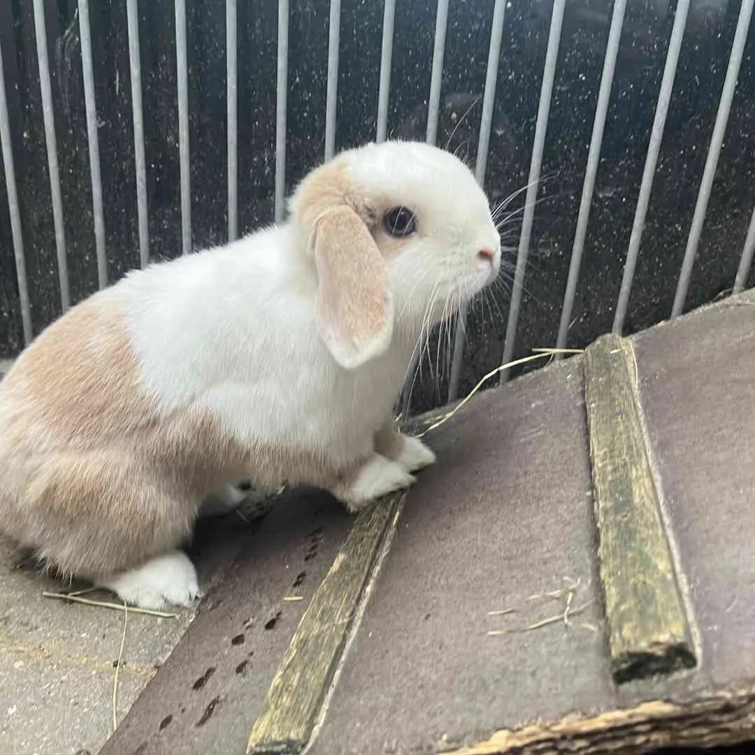 Lemu, Hvid/Creme male young mixed breed for adoption at Dyreværnet, Copenhagen