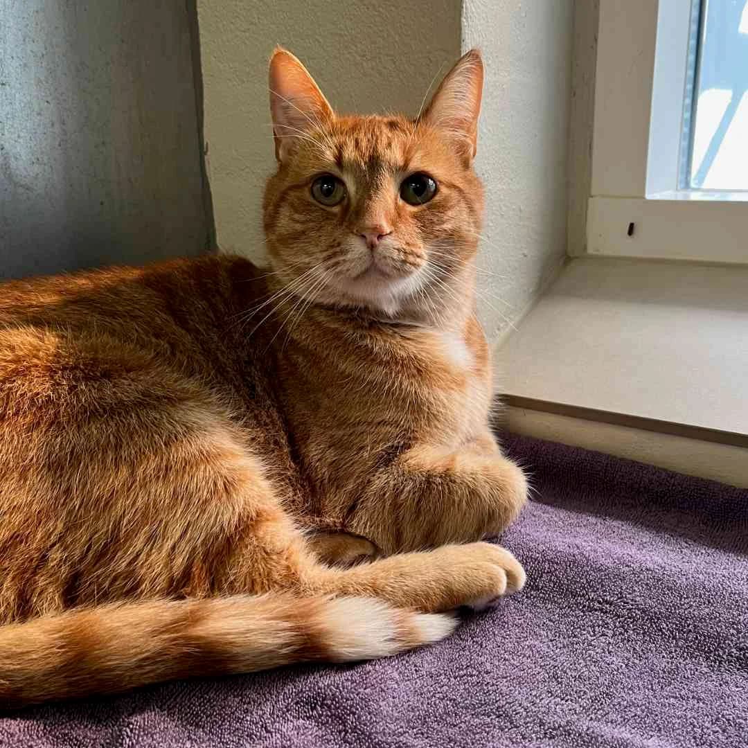 Arthur, Rødstribet male 4yo mixed breed for adoption at Dyreværnet, Copenhagen