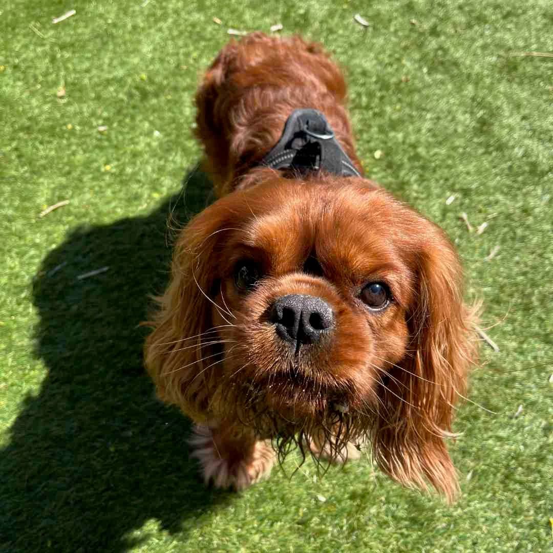 Charlie, Ruby male 3yo Cavalier King Charles Spaniel for adoption at Dyreværnet, Copenhagen