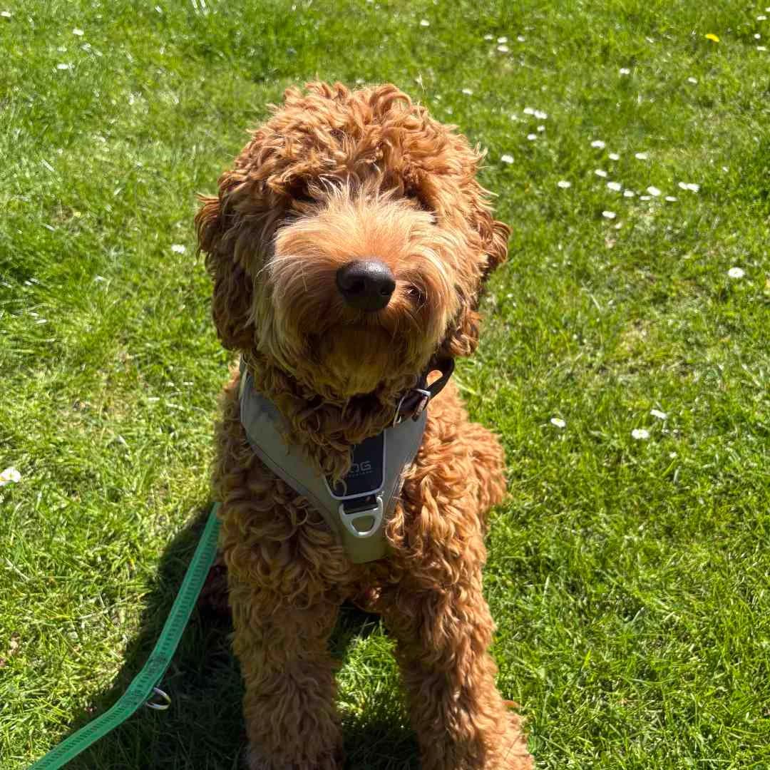 Walther, Brun male puppy Cocker Spaniel for adoption at Dyreværnet, Copenhagen