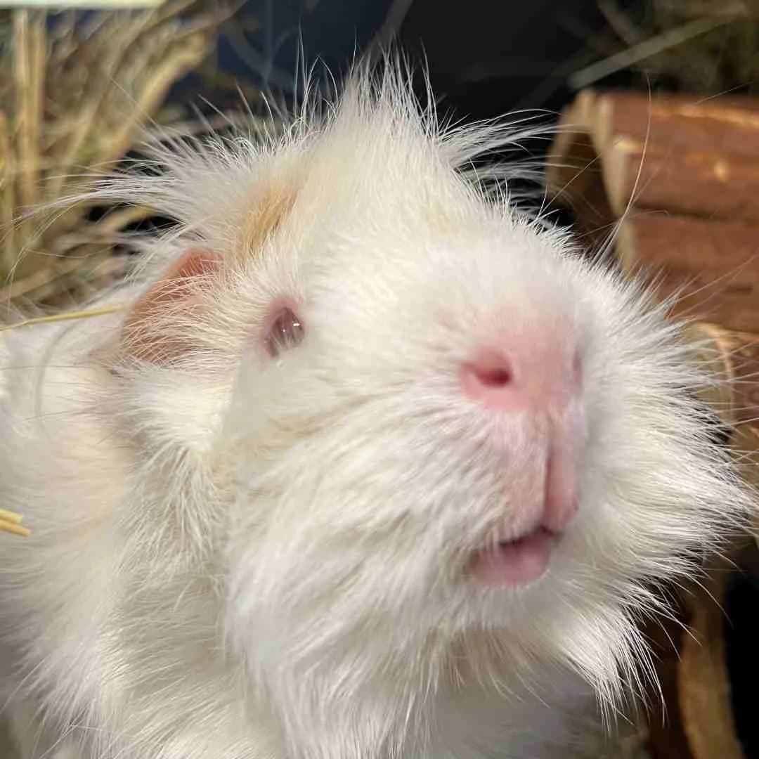 Frans, Hvid/Creme male young mixed breed for adoption at Dyreværnet, Copenhagen