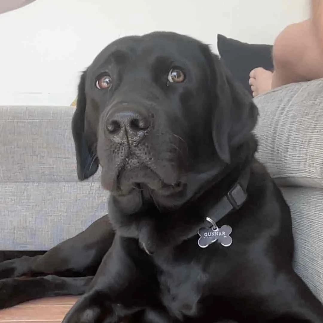 Gunnar, Sort male 3yo Labrador Retriever for adoption at Dyreværnet, Copenhagen
