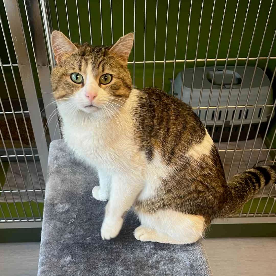 Zach, Brunstribet/Hvid male young mixed breed for adoption at Dyreværnet, Copenhagen