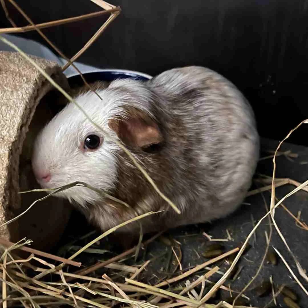 Musling, Rød/Hvid/Grå female 3yo mixed breed for adoption at Dyreværnet, Copenhagen