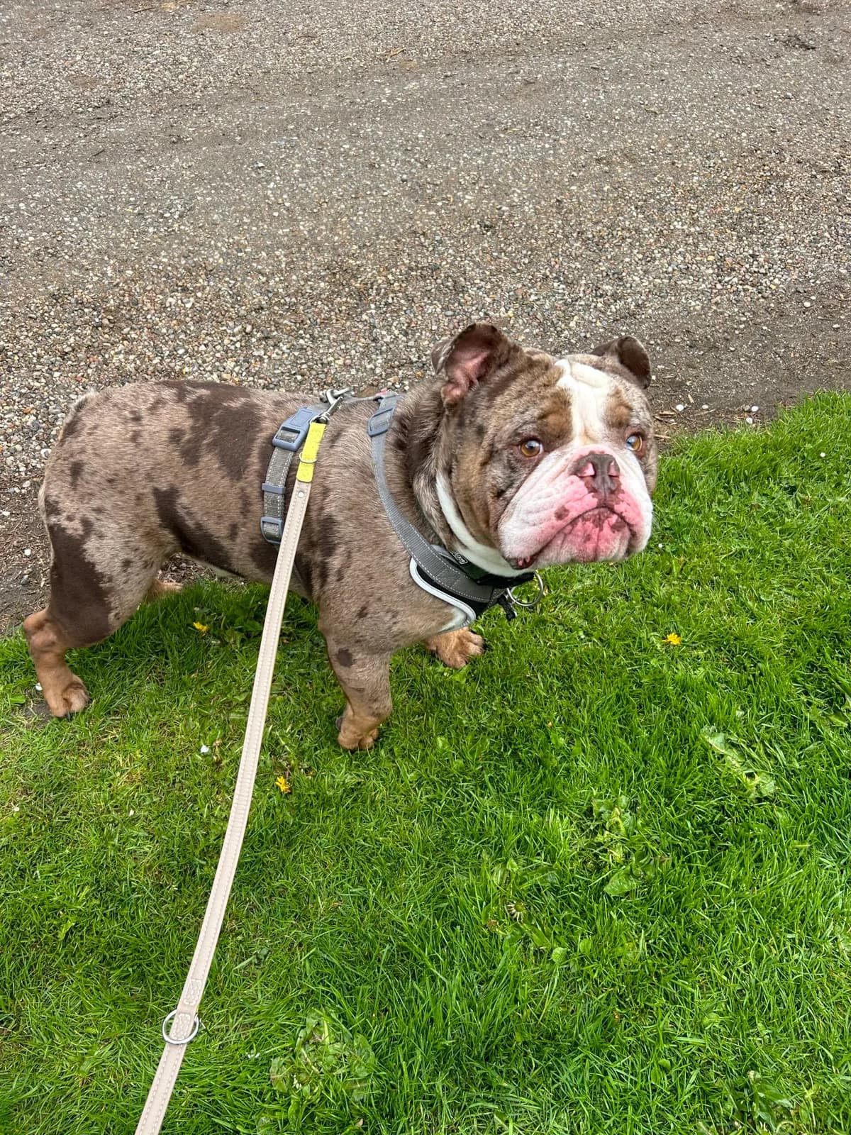 Louie, Merle/Chokolade male young English Bulldog for adoption at Dyreværnet, Copenhagen
