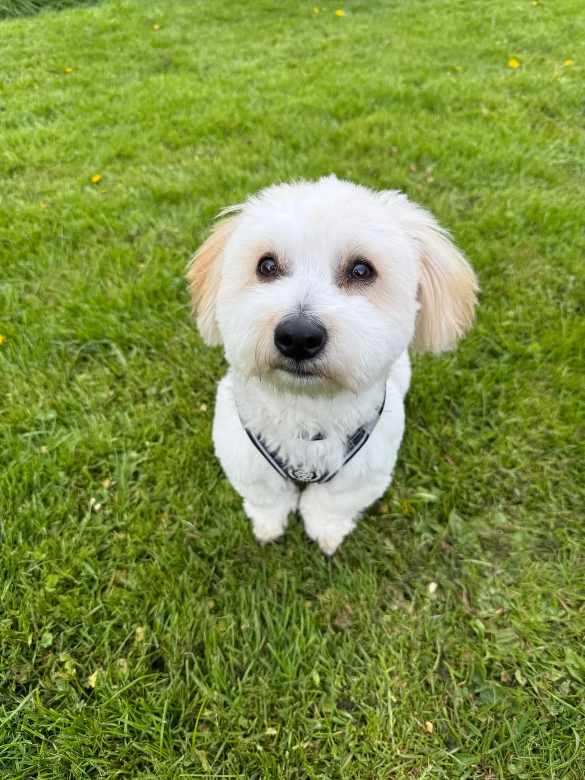 Lucky, Hvid/Abrikos male puppy mixed breed for adoption at Dyreværnet, Copenhagen