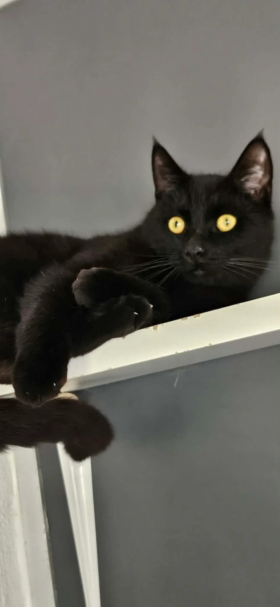 Ollie, Sort male young Maine Coon for adoption at Dyreværnet, Copenhagen