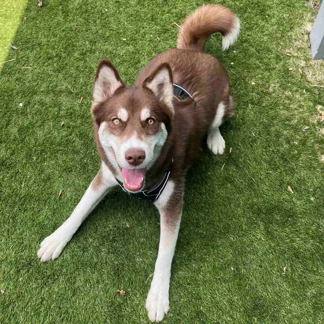 Present, Rød/Hvid female puppy Husky for adoption at Dyreværnet, Copenhagen