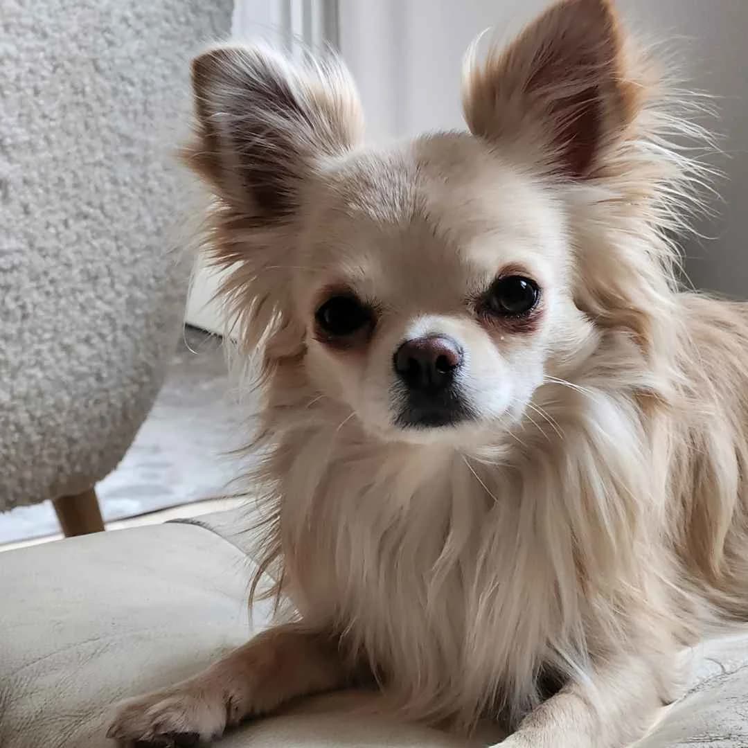 Konrad, male young Chihuahua for adoption at Dyreværnet, Copenhagen