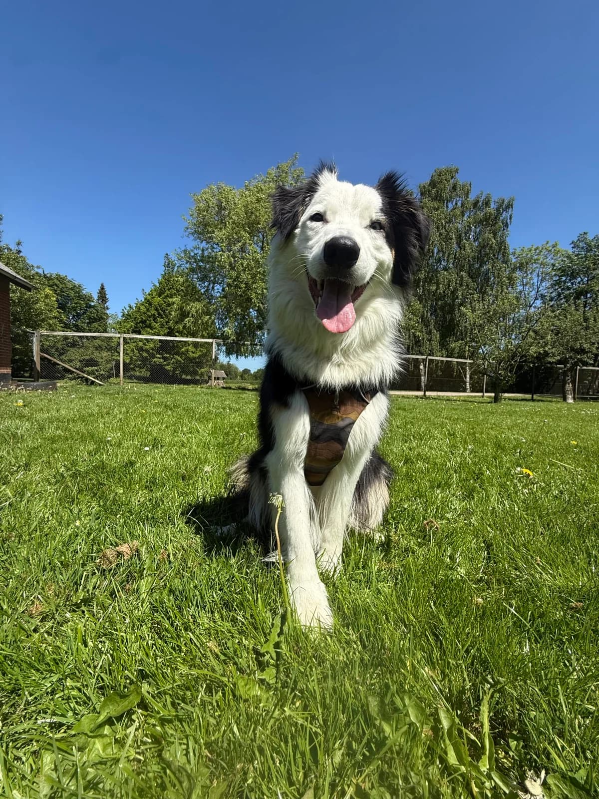 Fuji, Australian Shepherd (Dyreværnet)