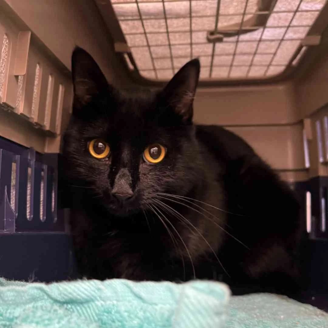 Pawsome, Sort male 3yo mixed breed for adoption at Dyreværnet, Copenhagen