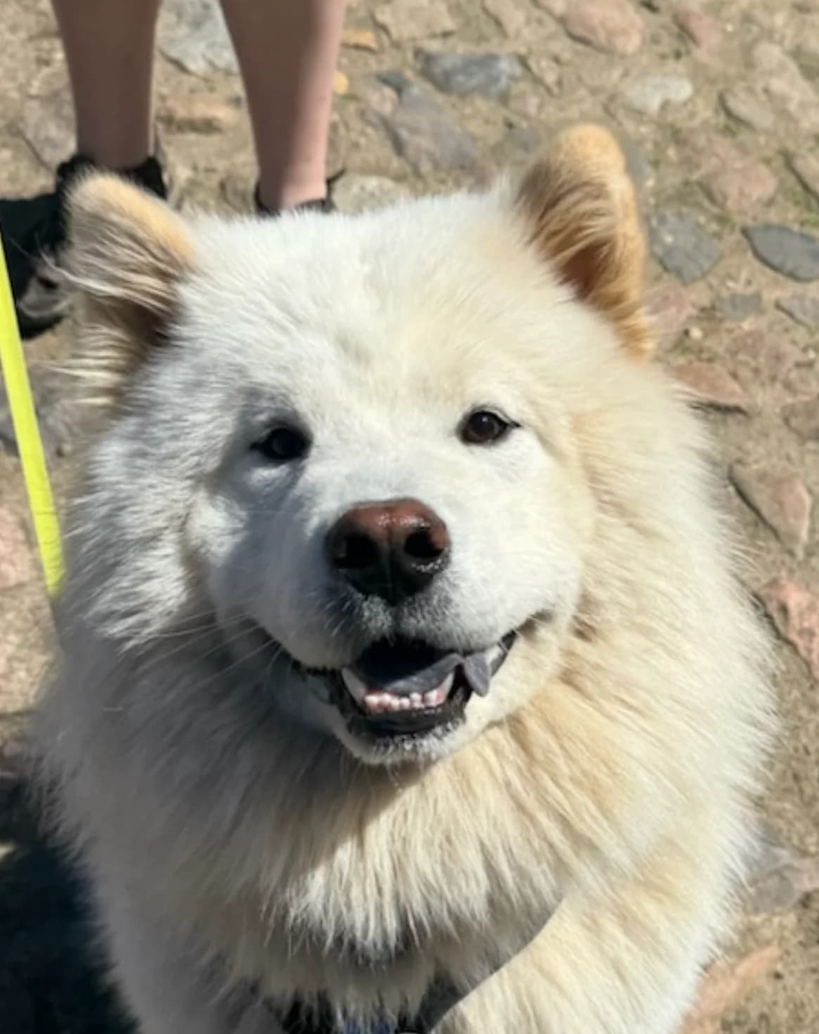Prinze, Hvid male puppy Chow Chow for adoption at Dyreværnet, Copenhagen