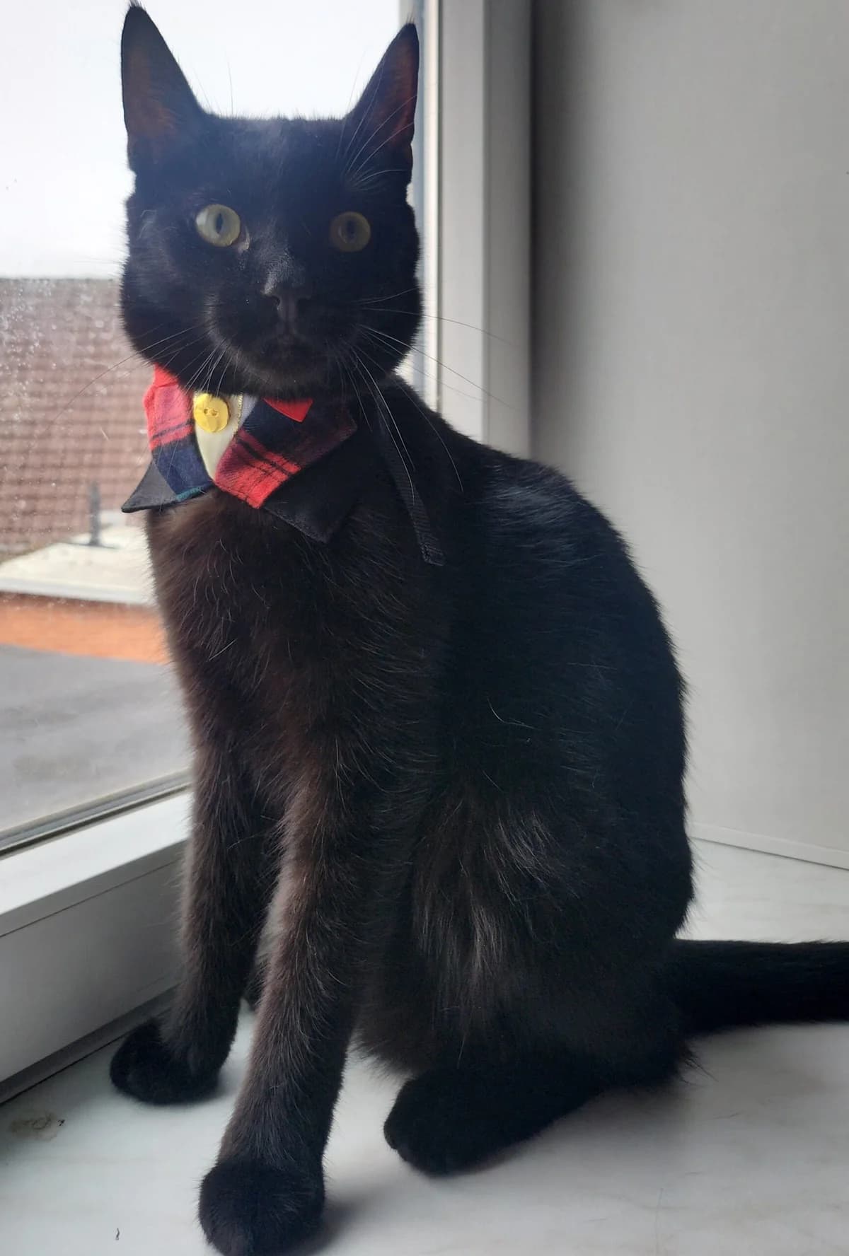 Leo, Sort male young mixed breed for adoption at Dyreværnet, Copenhagen