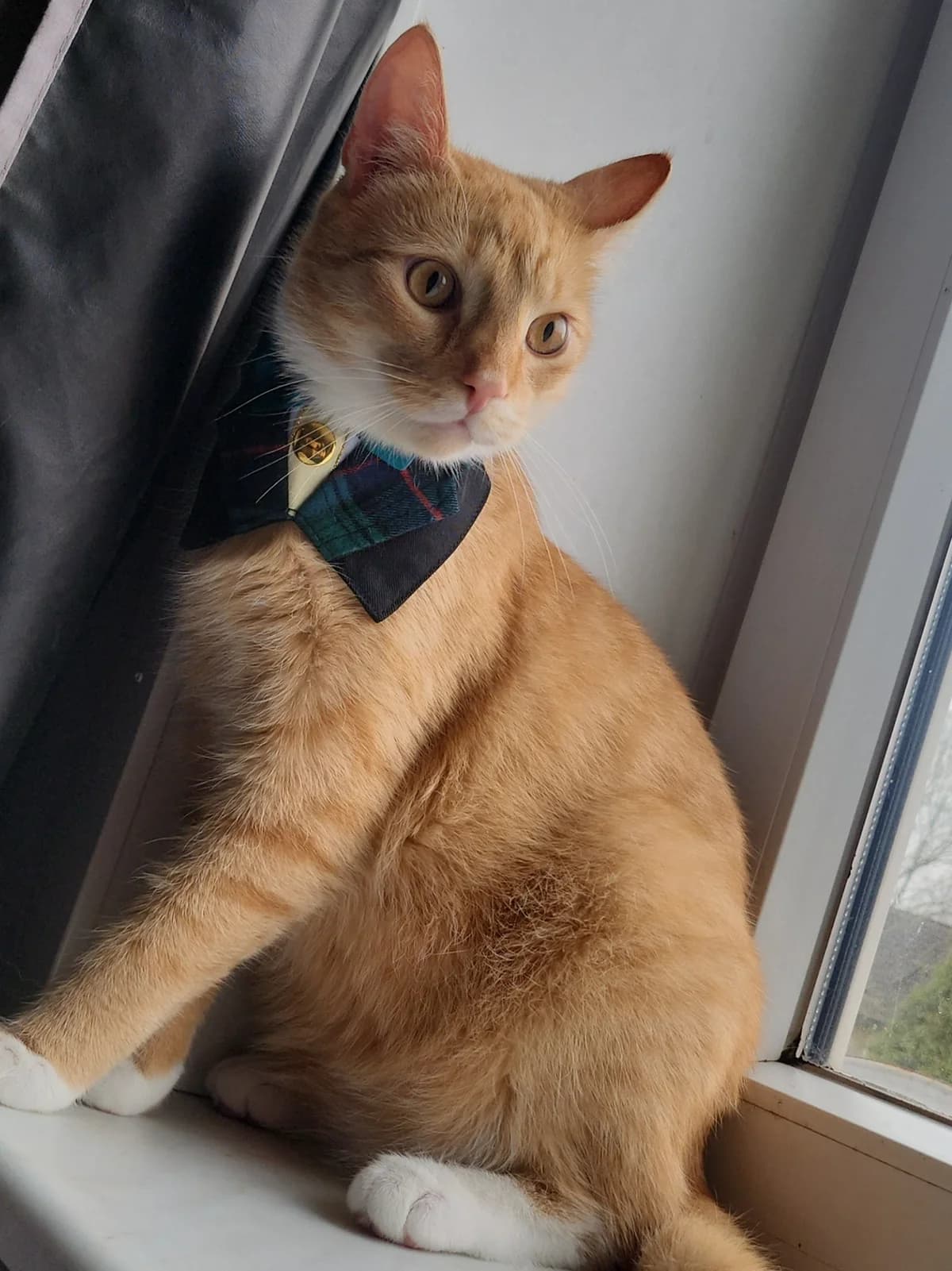 Jojo, Rødstribet male young mixed breed for adoption at Dyreværnet, Copenhagen