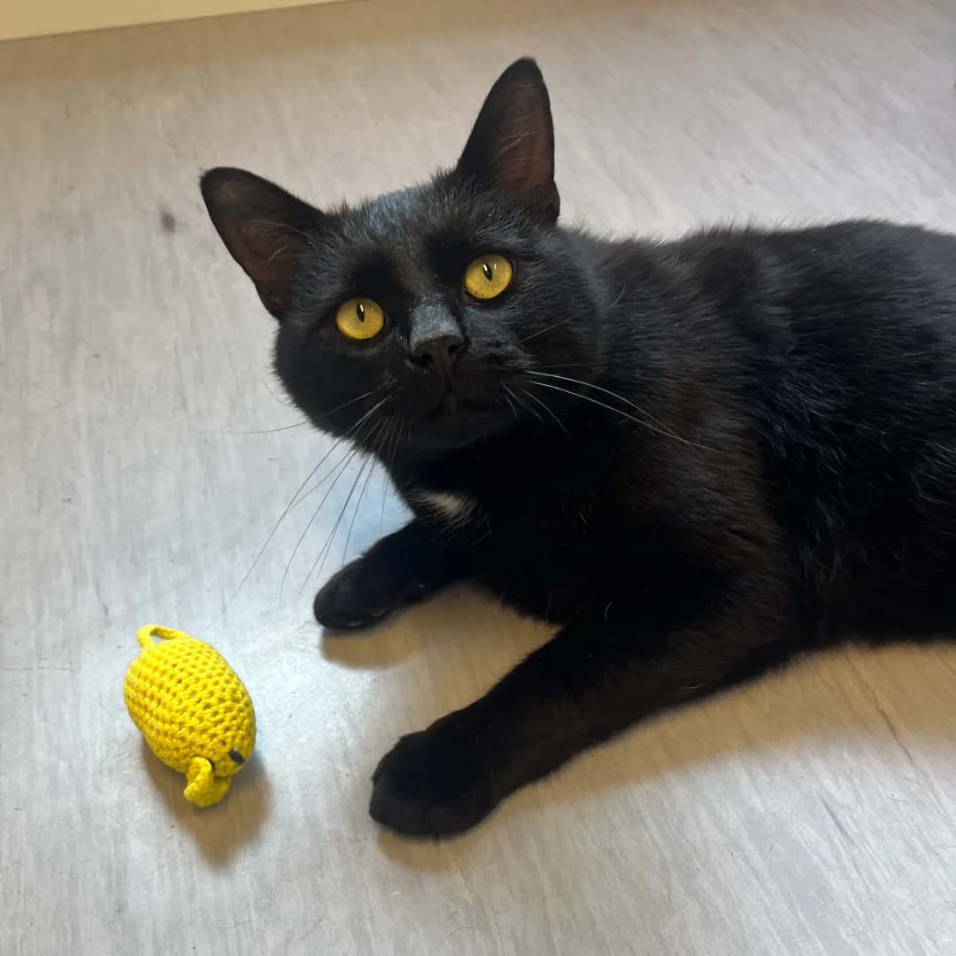Max, Sort/Hvid male 3yo mixed breed for adoption at Dyreværnet, Copenhagen