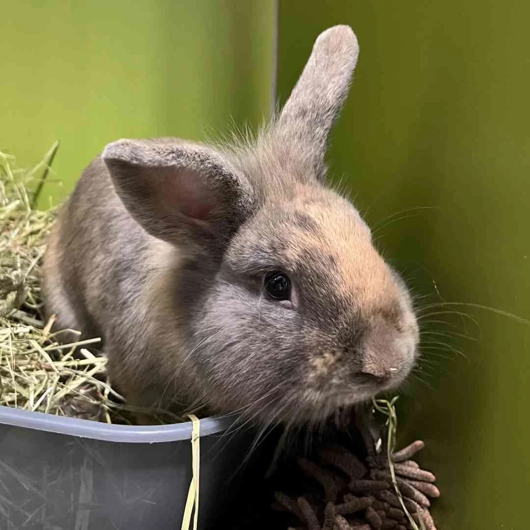 Paul, Brun/Creme/Hvid male young mixed breed for adoption at Dyreværnet, Copenhagen