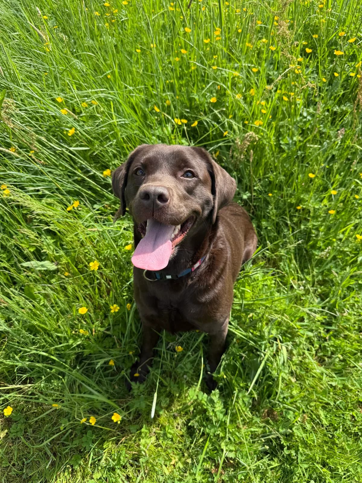 Raya, Brun female 4yo Labrador Retriever for adoption at Dyreværnet, Copenhagen