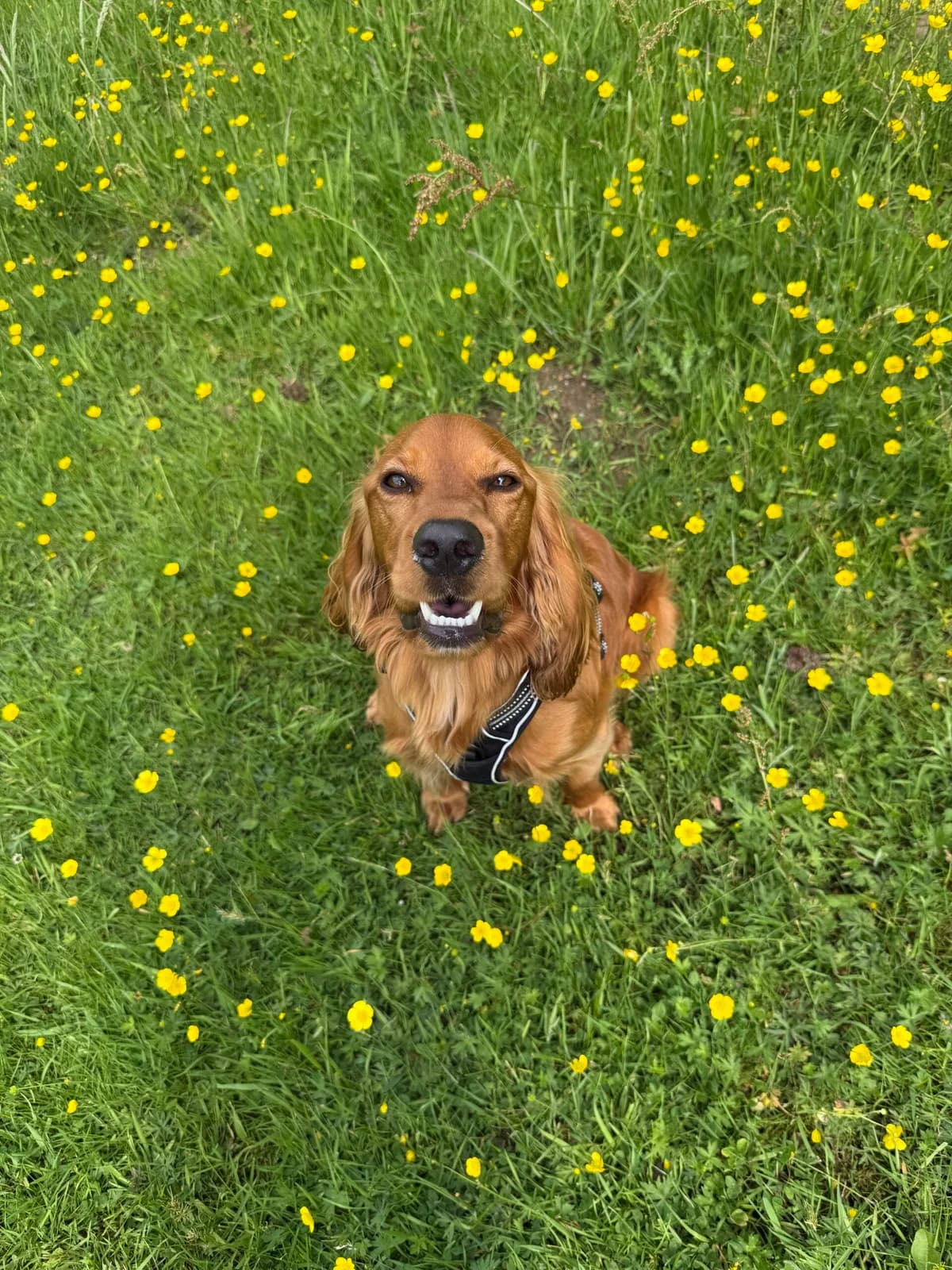 Basse, Cocker Spaniel (Dyreværnet)